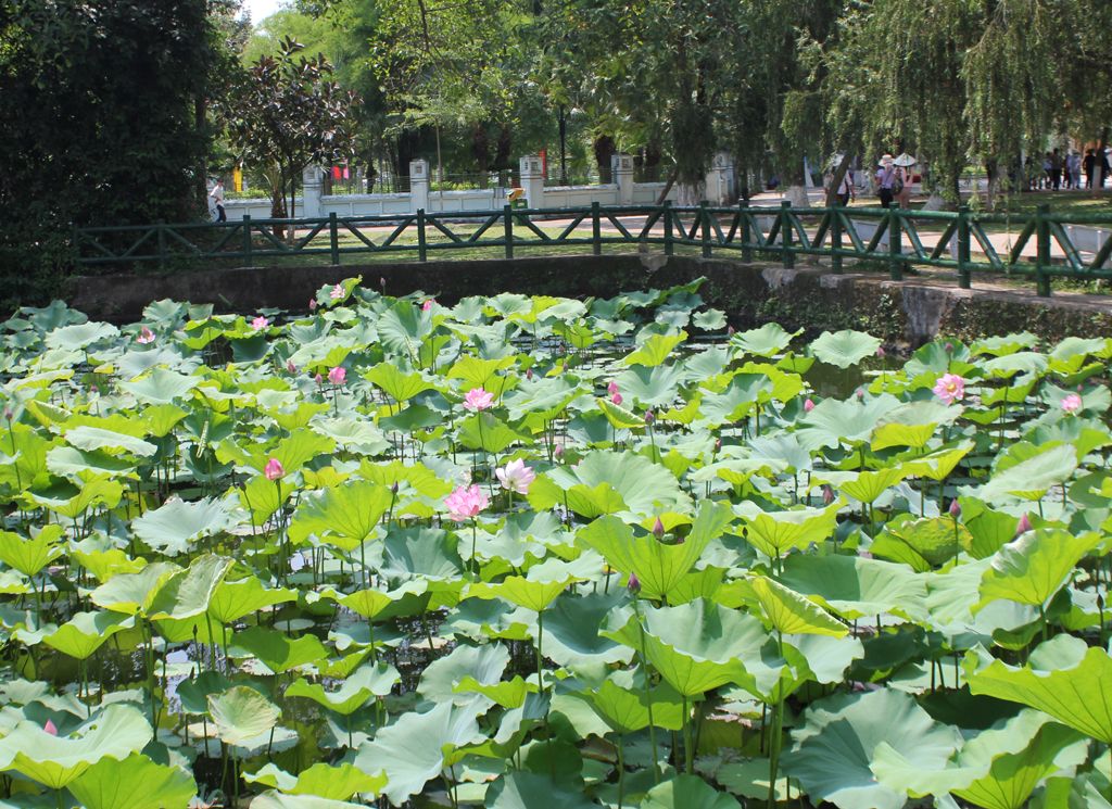 Làng Kim Liên ( hay Làng Sen quê bác )